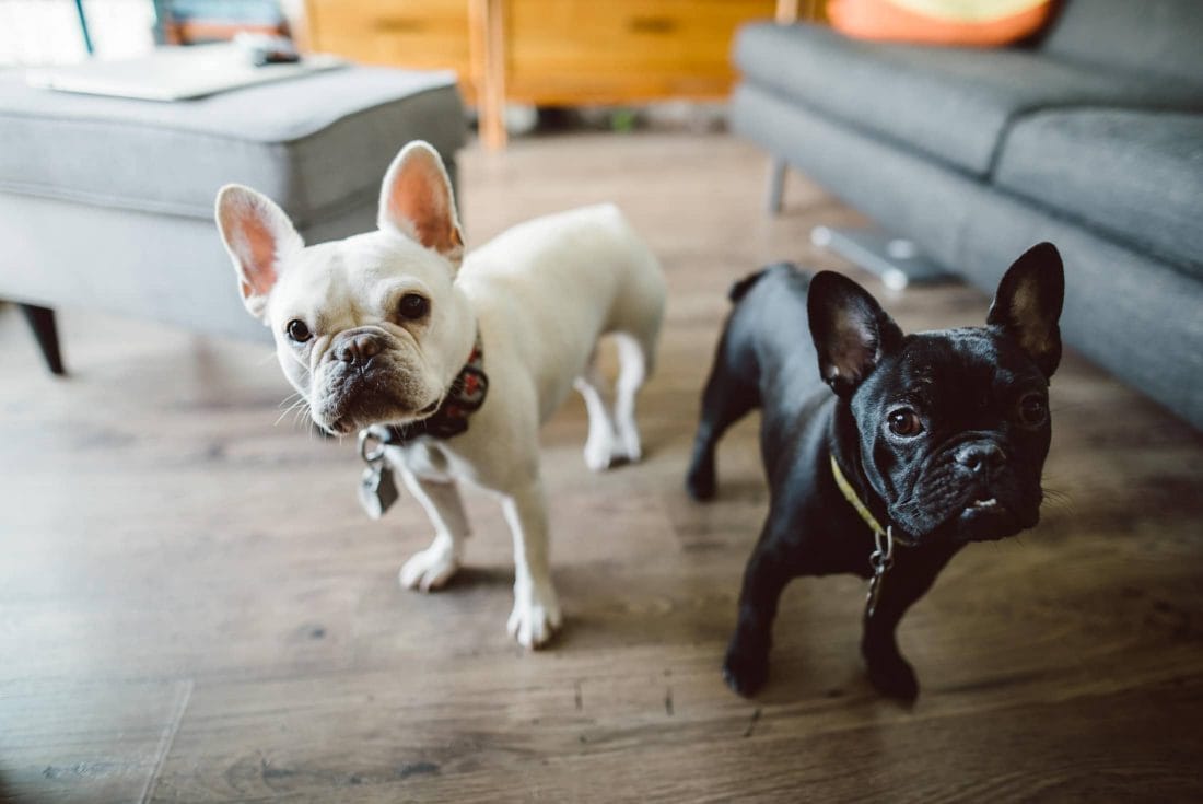French Bulldog Portrait