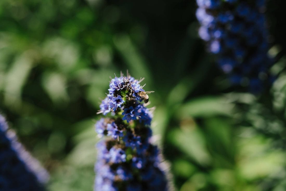 Detail of Flower with Bee