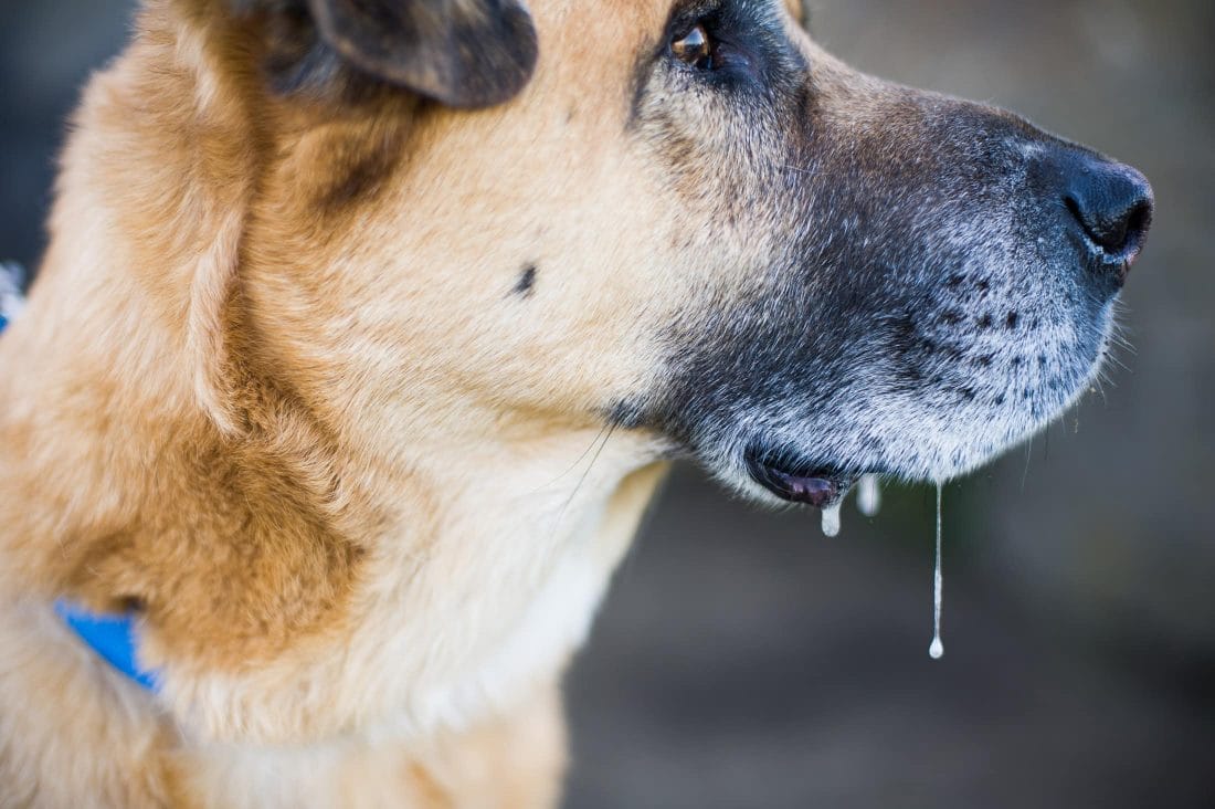dog drooling