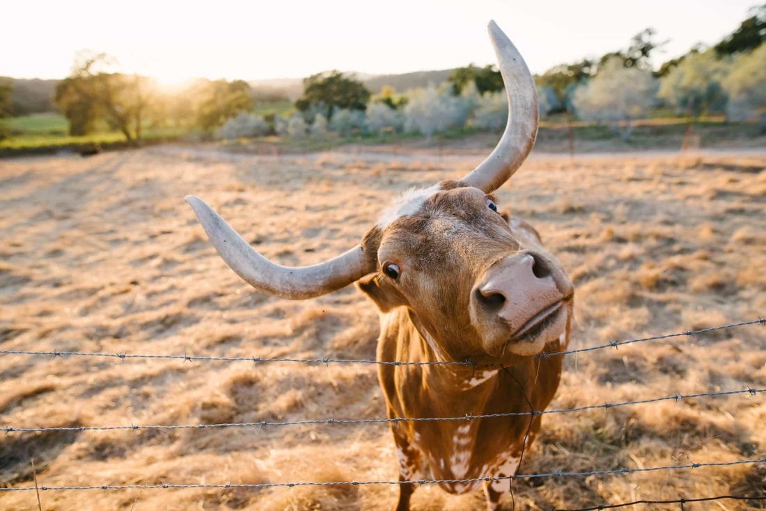 Beltane Ranch Bull
